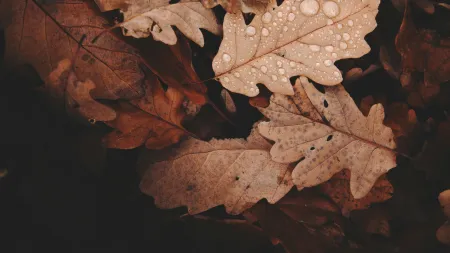 Listopad