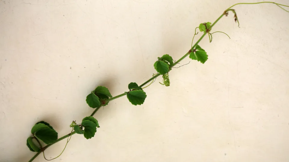 Zůstaňte v mé lásce